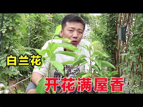 白玉蘭花種植禁忌|【白玉蘭花種植禁忌】在家栽種白玉蘭，風水禁忌一次看 – 葛鶴鈞。